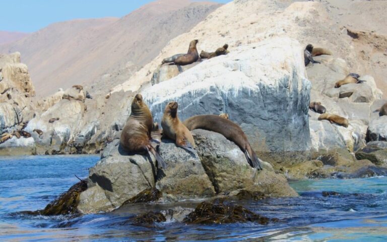 Tribunal Ambiental válida protección del Mar de Pisagua y descarta reclamación de minera